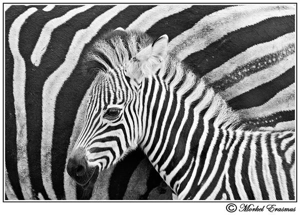 Saffascapes kruger december 2009 part 1